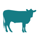 Beef Pool